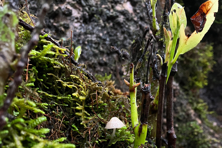 Madeira: Fanal Forest Tree Connection Zeremonie &amp; Picknick