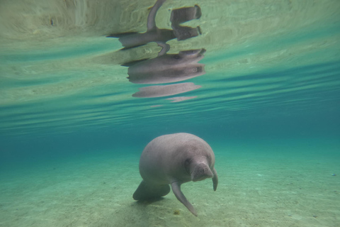 Crystal River: Guided Manatee Tour Heated Boat Free Photos