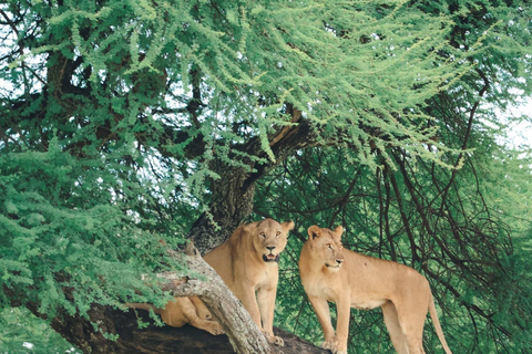 Zanzibar: Classic Comfort Safari, Tarangire & Ngorongoro Arusha: Classic Comfort Safari, Tarangire & Ngorongoro