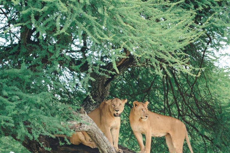 Zanzibar: Classic Comfort Safari, Tarangire & Ngorongoro Arusha: Classic Comfort Safari, Tarangire & Ngorongoro