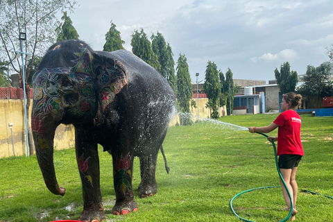 Elefun, il miglior santuario degli elefanti a Jaipur