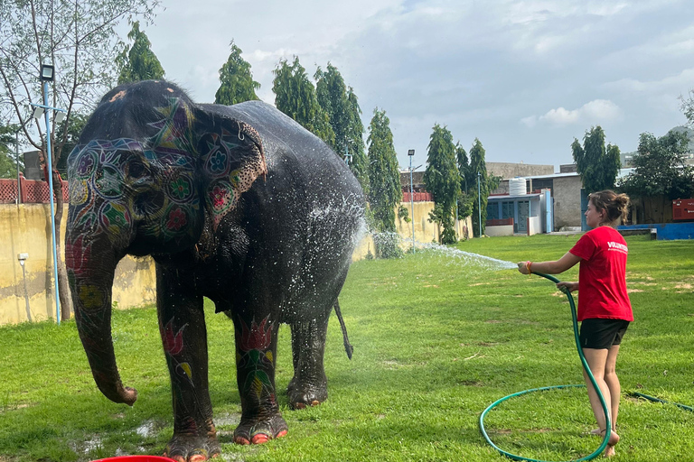 Elefun Bästa elefantreservatet i Jaipur