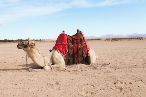 camel ride with sunset and star watchingpickup from hotels inside hurghada