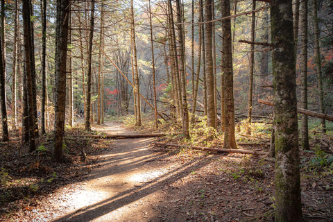 سيول: جولة يومية لمشاهدة أوراق الخريف في حديقة أودايسان أو دايدونسانجولة مشتركة لمشاهدة أوراق شجر 