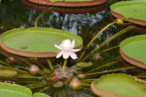 Iquitos: aventura de 6 días en la selva amazónica con comidas incluidas.Iquitos: aventura de 6 días por la selva amazónica con comidas incluidas
