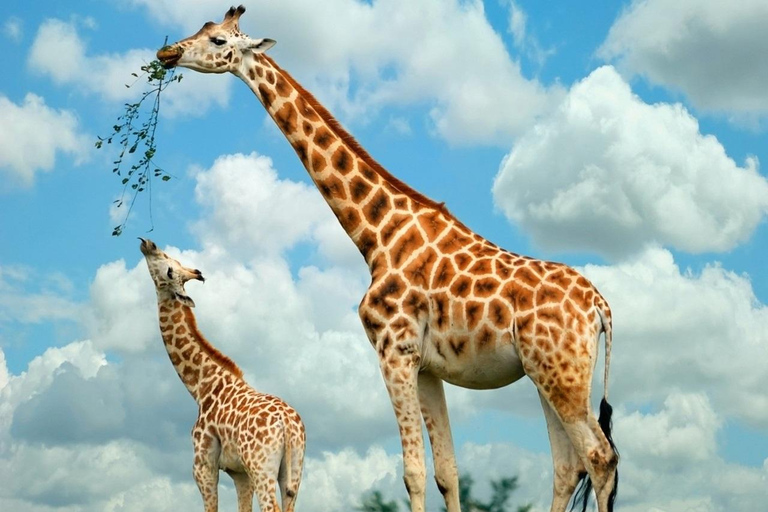 Nairobi National Museum, Giraffe center and Bomas Kenya Tour