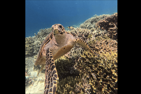 One Day Trip Menjangan Island With Snorkling Experience