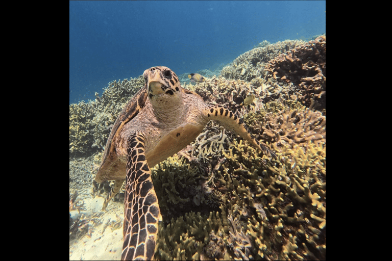 One Day Trip Menjangan Island With Snorkling Experience