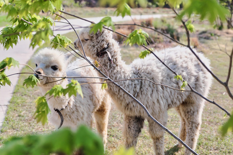 Gyeonggi: Alpaca & Sheep Ranch Admission Ticket in Gapyeong