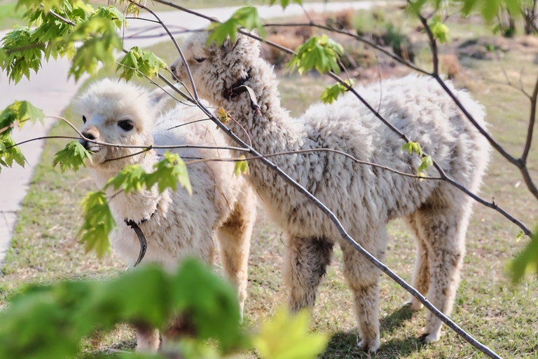 Gyeonggi: Alpaca & Sheep Ranch Admission Ticket in Gapyeong