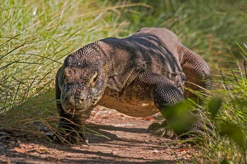 Komodo Eilanden: 2D1N Speedboottour, Land Tour & Hotelverblijf