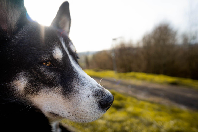 Husky Erlebniswanderung AlthütteCaminhada com a experiência do Husky