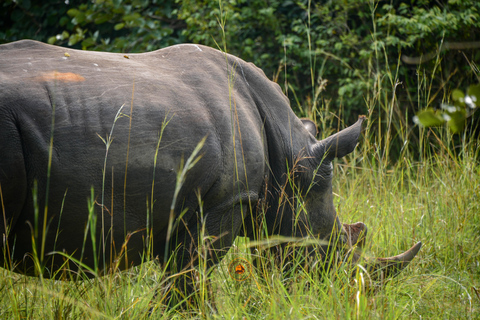 Uganda 10-tägige Wild- und Primaten-Safari.