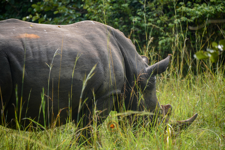 Safari salvaje y de primates de 10 días por Uganda.