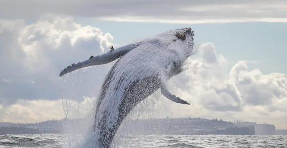 Sydney: 3-Hour Whale Watching Cruise with Tea and Coffee