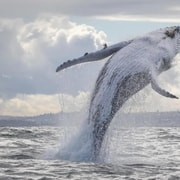 Sydney: 3-Hour Whale Watching Cruise with Tea and Coffee