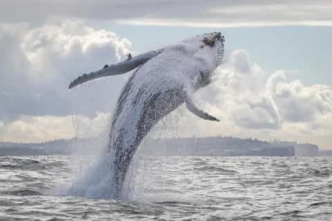 Sydney: 3-Hour Whale Watching Cruise with Tea and Coffee - Image 3