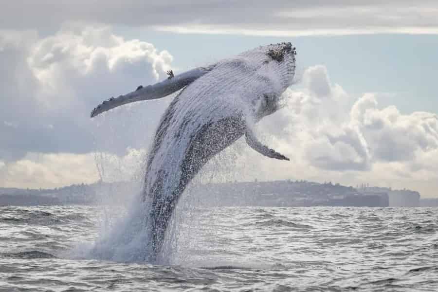 Sydney: 3-stündige Whale-Watching-Bootsfahrt mit Kaffee und Tee. Foto: GetYourGuide Sydney: 3-stündige Whale-Watching-Bootsfahrt mit Kaffee und Tee. Foto: GetYourGuide