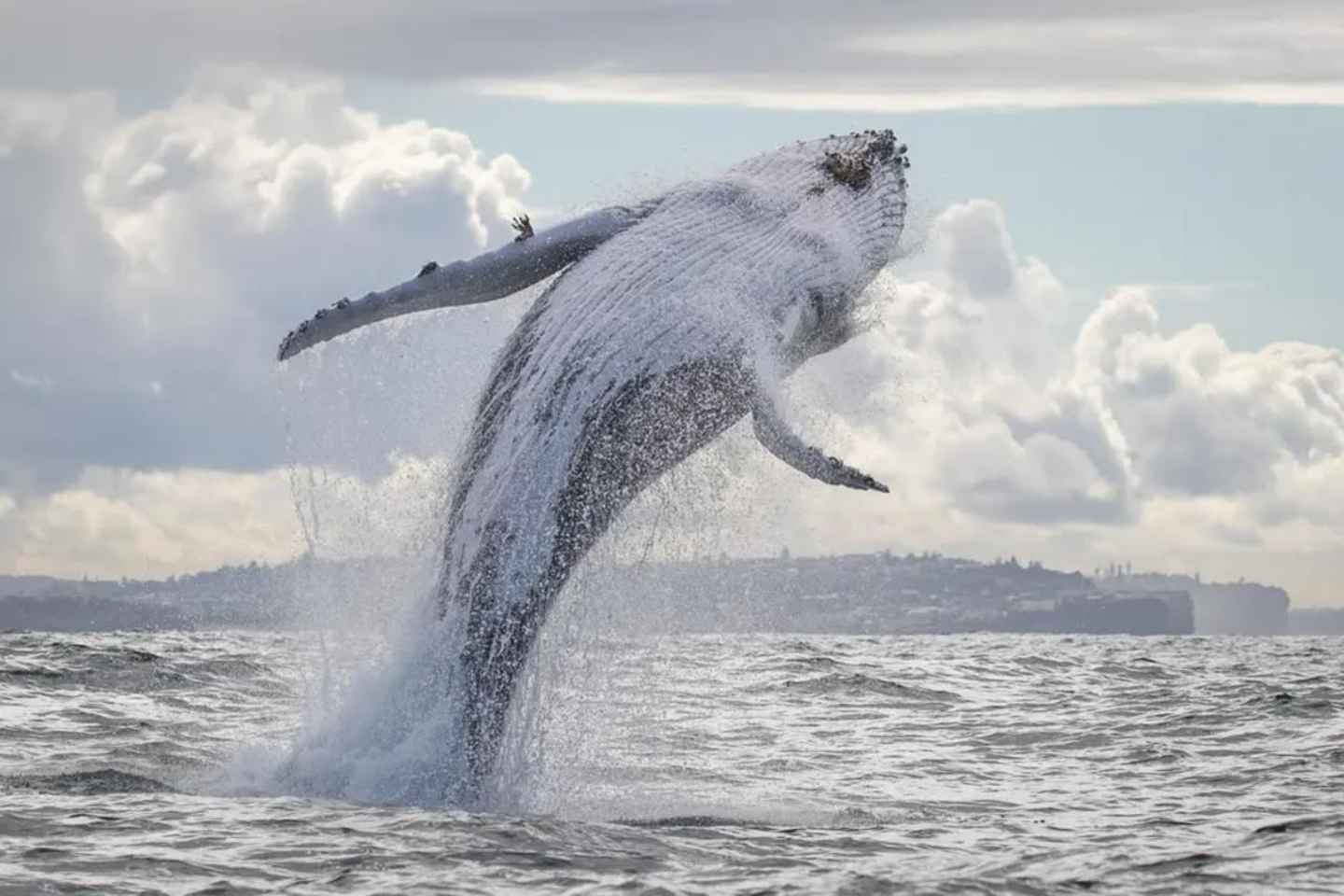 Sydney: 3-Hour Whale Watching Cruise with Tea and Coffee - Sydney: 3-Hour Whale Watching Cruise with Tea and Coffee