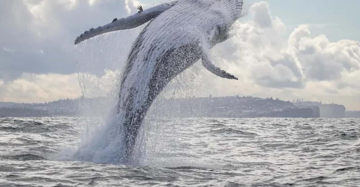 3-Hour Whale Watching Cruise with Tea and Coffee — a boat tour from Sydney, Australia