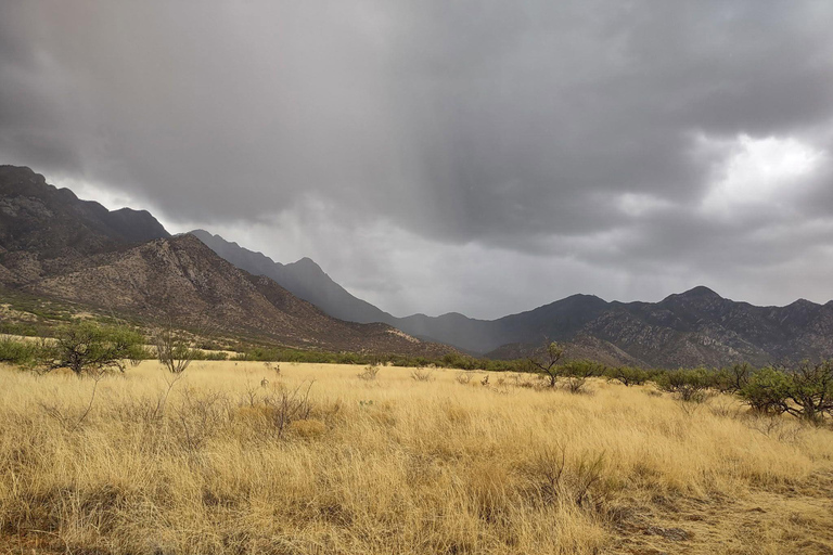 From Scottsdale: Madera Canyon Full-Day Nature Tour