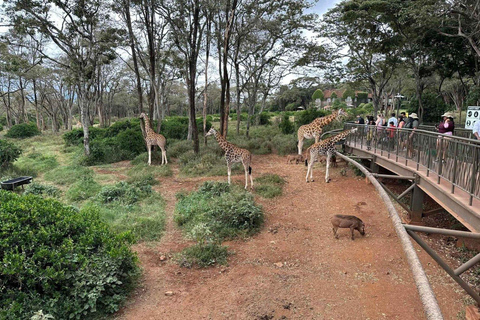 Safariwandeling in Nairobi en dagtour door het Giraffencentrum