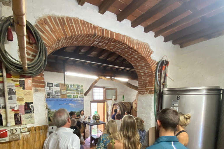 Tour de vinhos da Toscana de ônibus saindo de Lucca