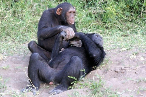 Depuis Nairobi : Excursion d&#039;une journée dans la réserve naturelle d&#039;Ol Pejeta