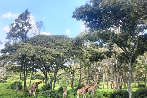 Parque Nacional de Nairóbi Orfanato de bebês elefantes Centro de girafas