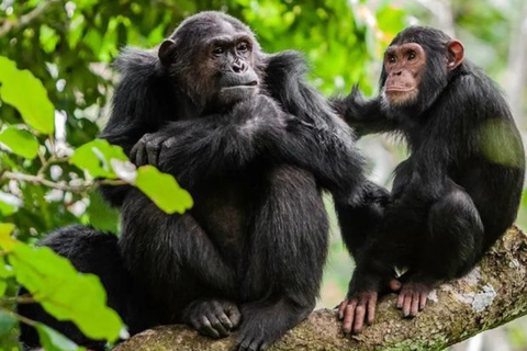 From Kigali: 2-Day Nyungwe Chimpanzee Trek, Canopy & Zipline