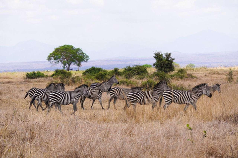 From Zanzibar: Mikumi Safari Day Trip with Flights and Lunch Mikumi Shared Safari without hotel transfer