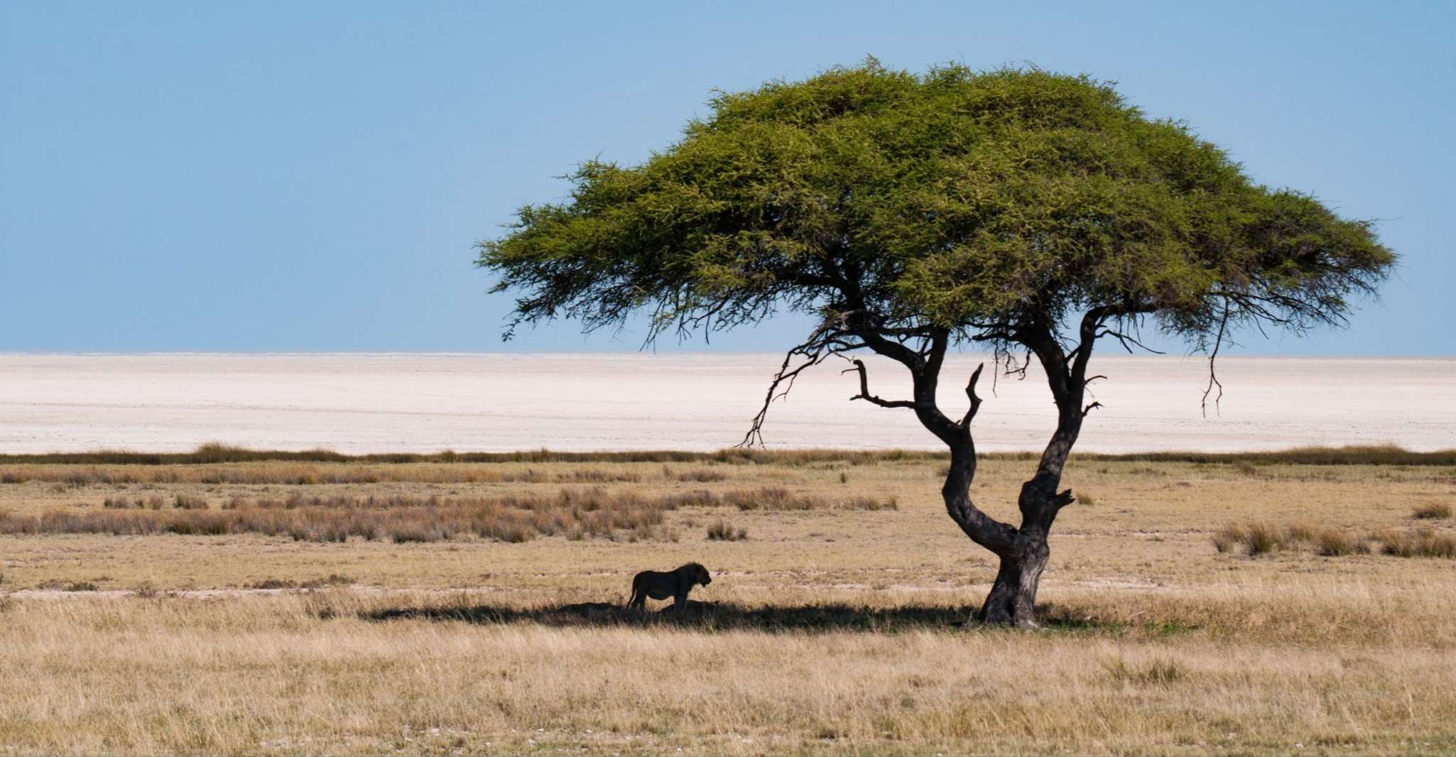 Windhoek - Swakopmund, Etosha Express Safari - Hizvo