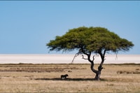 Windhoek - Swakopmund, Etosha Express Safari - Hizvo