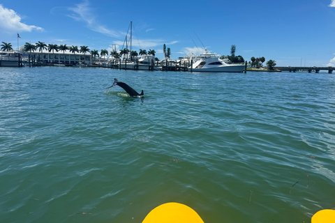 Sarasota: Island Adventures & Catamaran Speedboat Tour