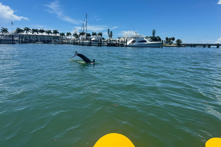 Sarasota: Island Adventures & Catamaran Speedboat Tour