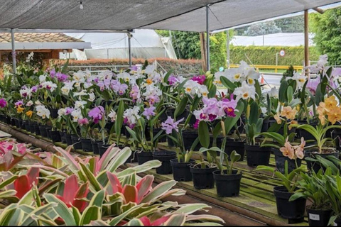 Medellin: Eastern Adventure, Magical Villages, Orchids, and Landscapes