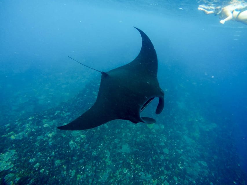 Mantaroggenontmoeting op Nusa Penida Ultiem snorkelen op Bali GetYourGuide