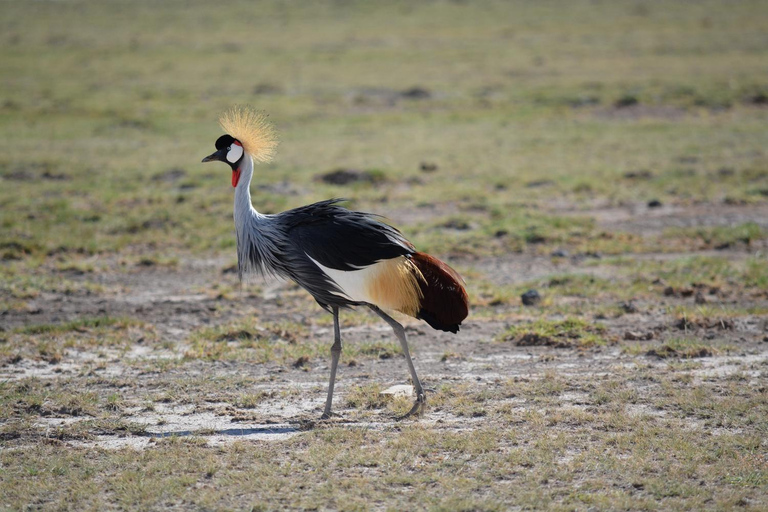 Tarangire: One Day-Trip, Many Wonders