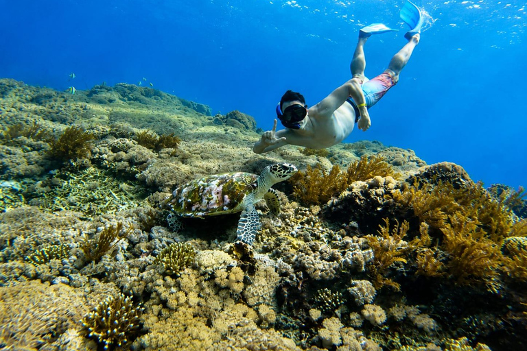 Nusa Penida Manta Snorkeling with Turtle & Beautiful Corals