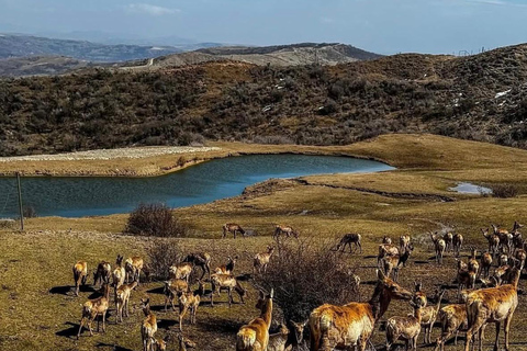 From Baku: Shamakhi Safari Park & Alpaca Tour with Pickup