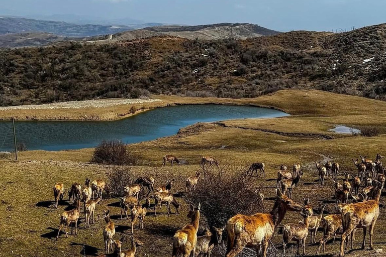 From Baku: Shamakhi Safari Park & Alpaca Tour with Pickup