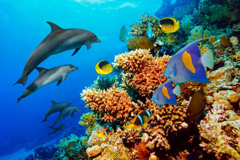 Hurghada: Dive Experience for Beginners or Certified Divers Full-Day Scuba Diving for Certified Divers
