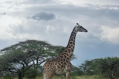 恩戈罗恩戈罗至吉力马扎罗山麓2日经济之旅恩戈罗恩戈罗至马特鲁尼和咖啡之旅（2 天经济之旅）