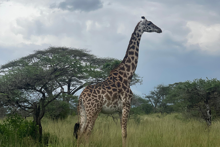 恩戈罗恩戈罗至吉力马扎罗山麓2日经济之旅恩戈罗恩戈罗至马特鲁尼和咖啡之旅（2 天经济之旅）