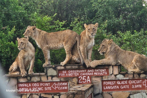 Nairobi National Park Safari 4x4 Car–Personalized Experience Shared Guided Game Open roofed 4x4 Van