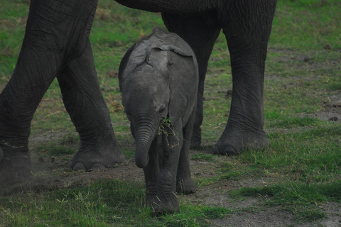 Overnight Group Safari to Amboseli National Park