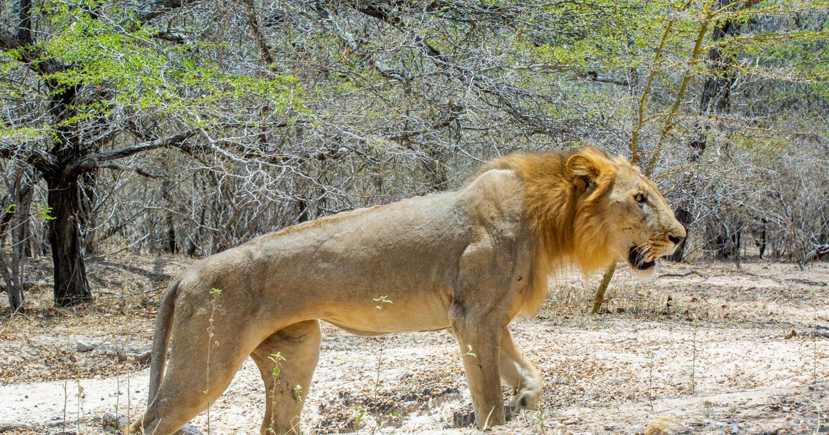 Von Sansibar Aus Selous Game Reserve Tagessafari Mit Fl Gen Getyourguide