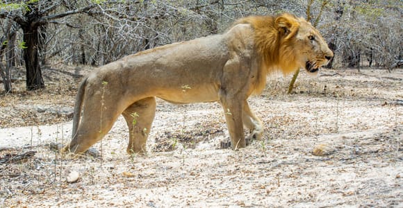 From Zanzibar: Selous Game Reserve Day Safari with Lunch