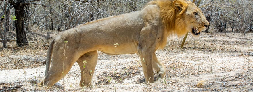 Depuis Zanzibar : Safari d'une journée dans la réserve de Selous avec déjeuner