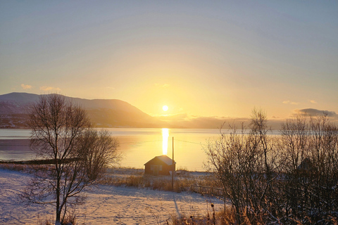 De Tromsø: Vida selvagem no Ártico e passeio turístico pelos fiordes de carro